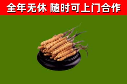 洞口县烟酒回收冬虫夏草.jpg